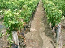 Salon des Vignerons - Photo 4