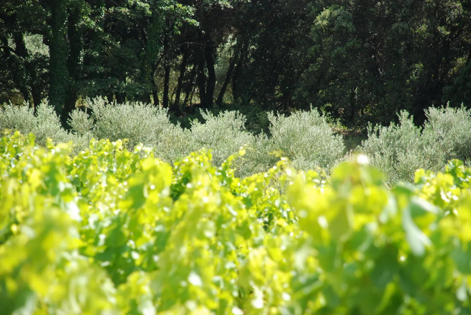 Salon VIN SEINE - Photo 5