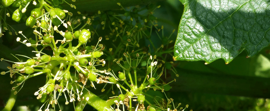 Logo Salon du vin du Vexin