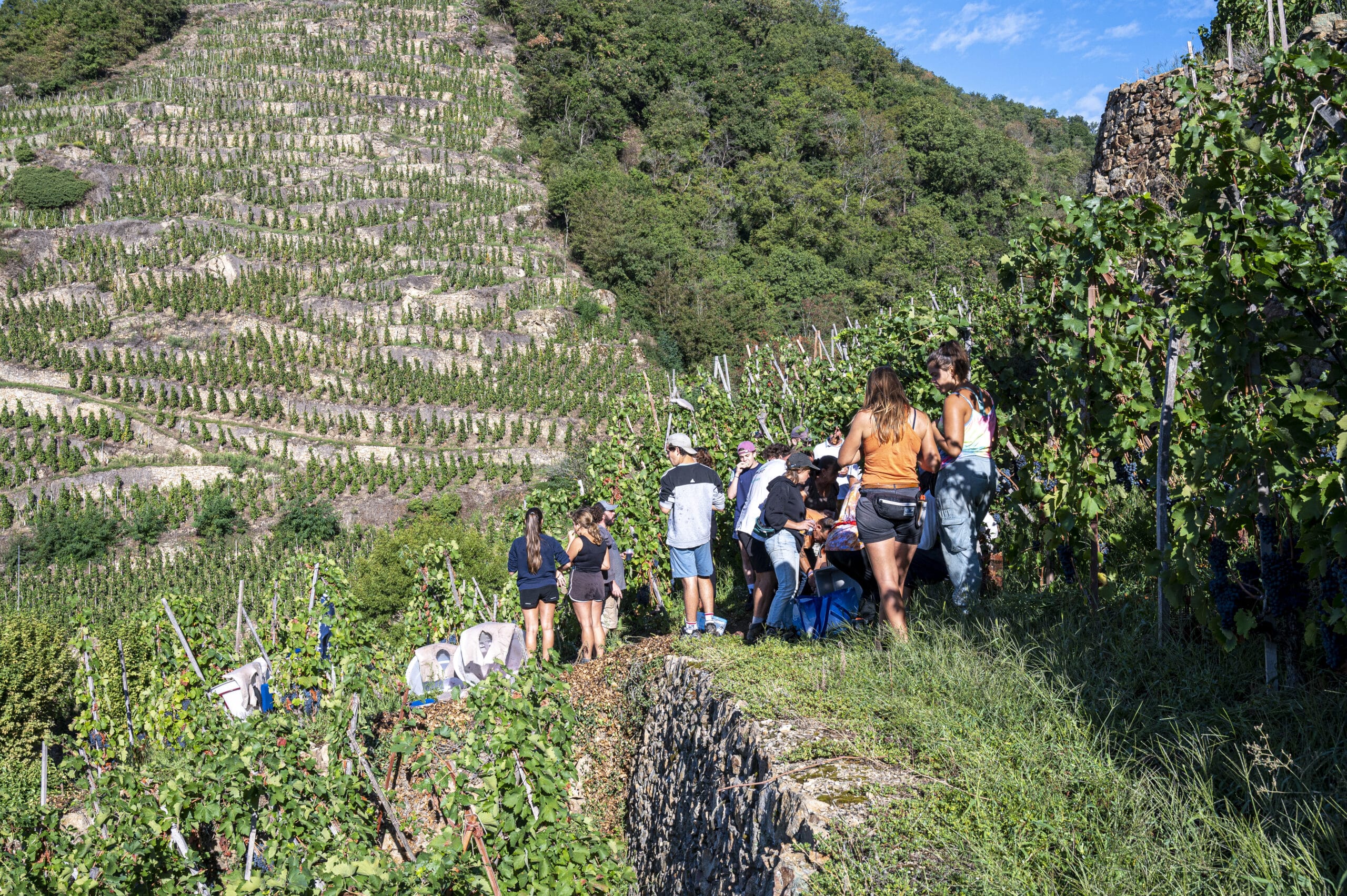 Marché aux vins d’Ampuis