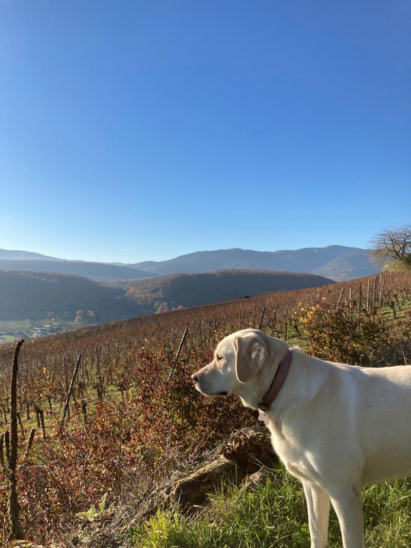 Foire aux vins à Arpajon - Photo 2