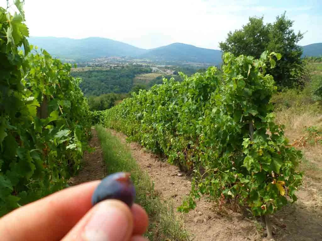 Salon des Vins Bio d'Auvergne Rhône-Alpes