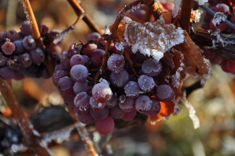 Salon des vins Bio à Charbonnières Les Bains - Photo 3