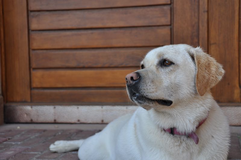 Salon des vins Bio à Charbonnières Les Bains - Photo 4