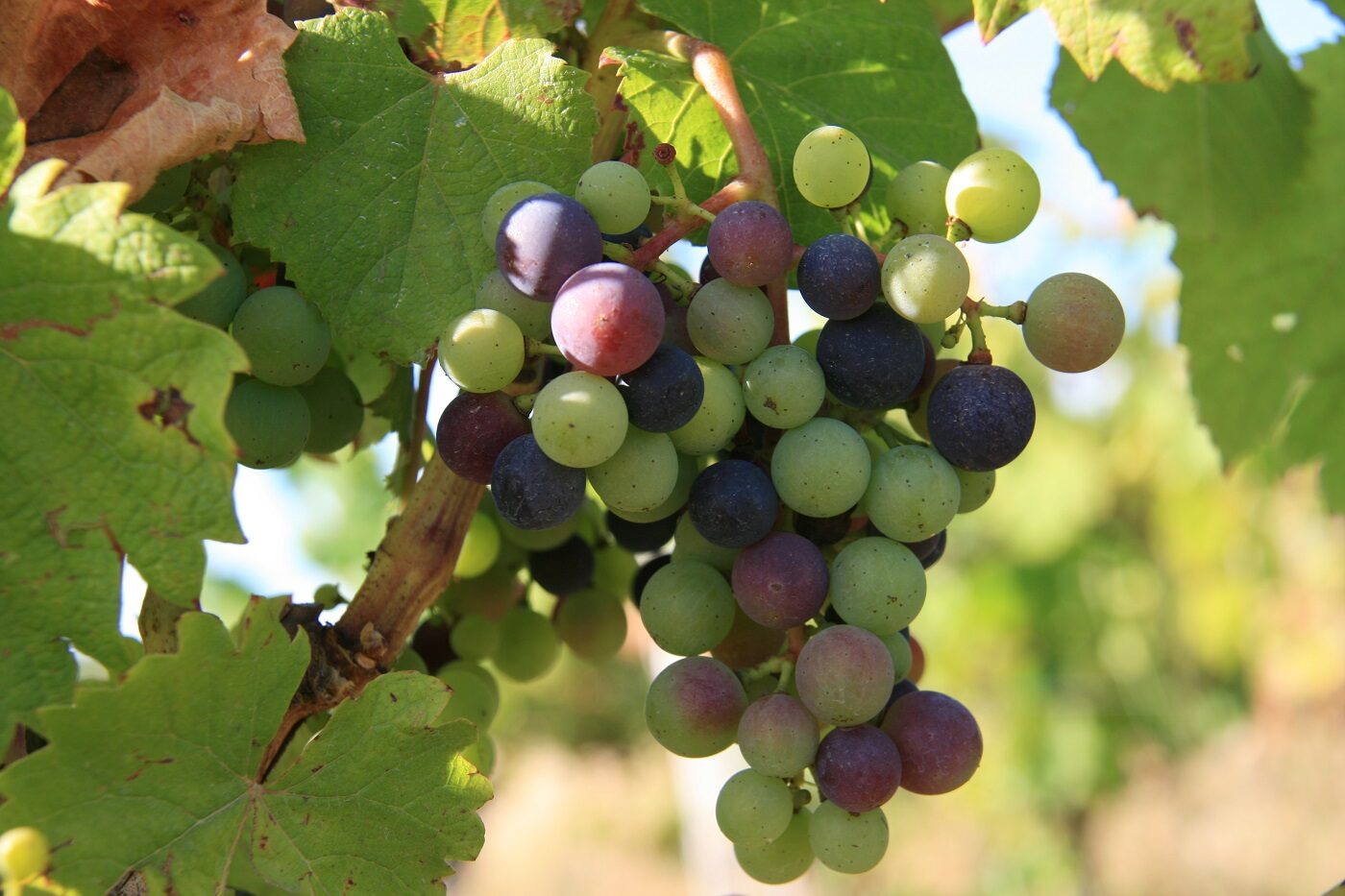 Marché des Vins Bio à Montreuil