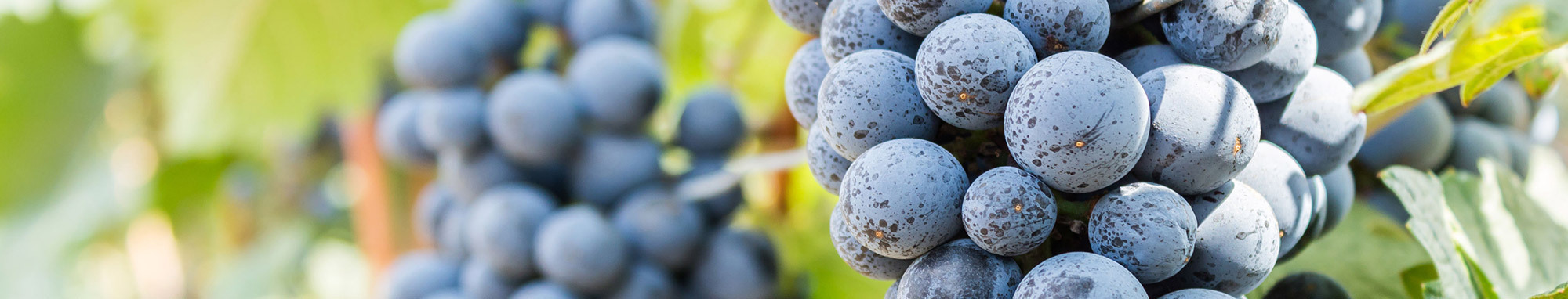 Salon des vins BOURG BLANC