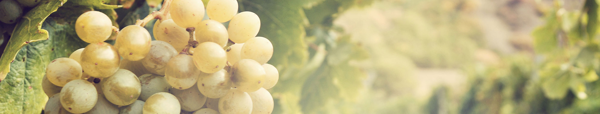 Salon des vins BOURG BLANC - Photo 2