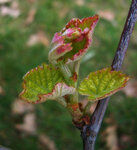 Salon des vins BOURG BLANC - Photo 5
