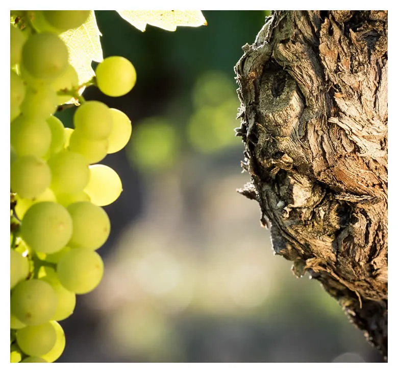Salon des Vins de France et des Gourmets - Photo 3