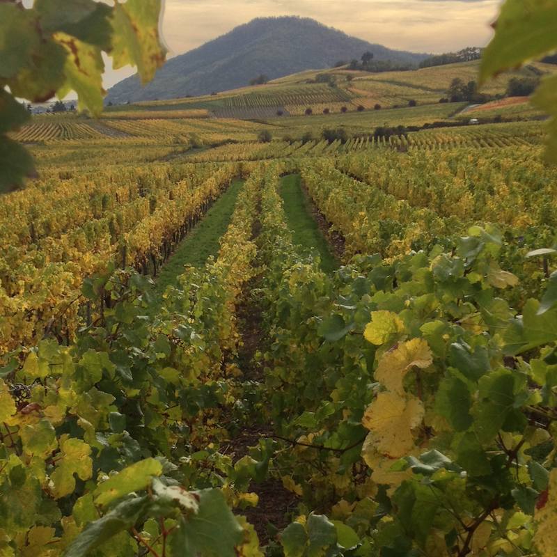 Salon des Vins de Gondecourt - Photo 3