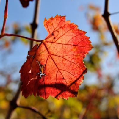 Salon des Vins et des Saveurs - Photo 1