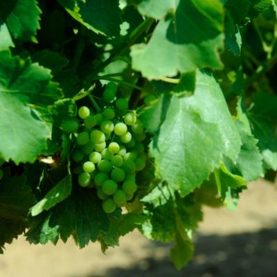 Salon des Vins et des Saveurs - Photo 2