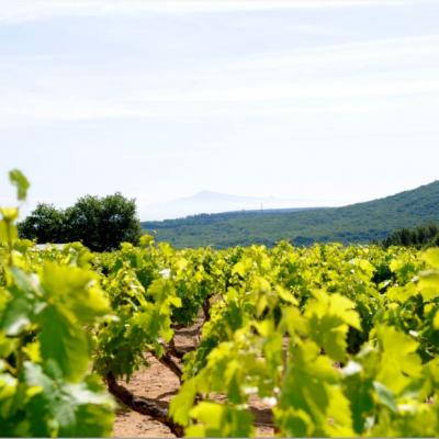 Salon des Vins et des Saveurs - Photo 3