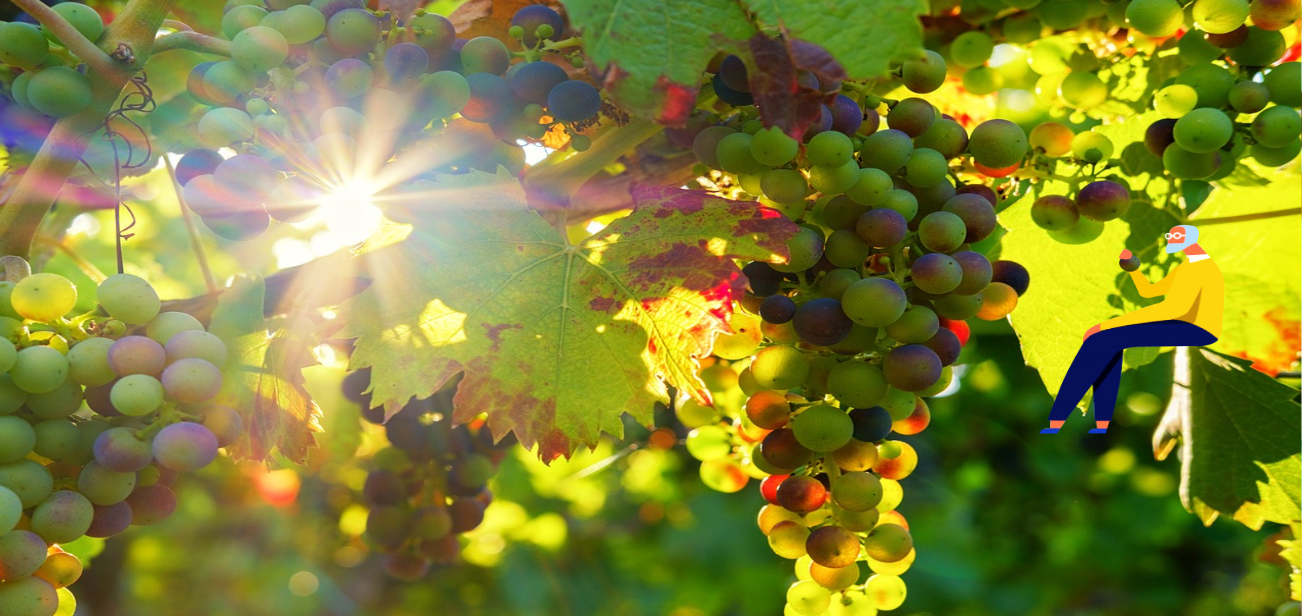Foire aux Vins & Spiritueux / Salon des Vins de France - Photo 5