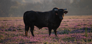 Vins & Terroirs | Salon Gourmand