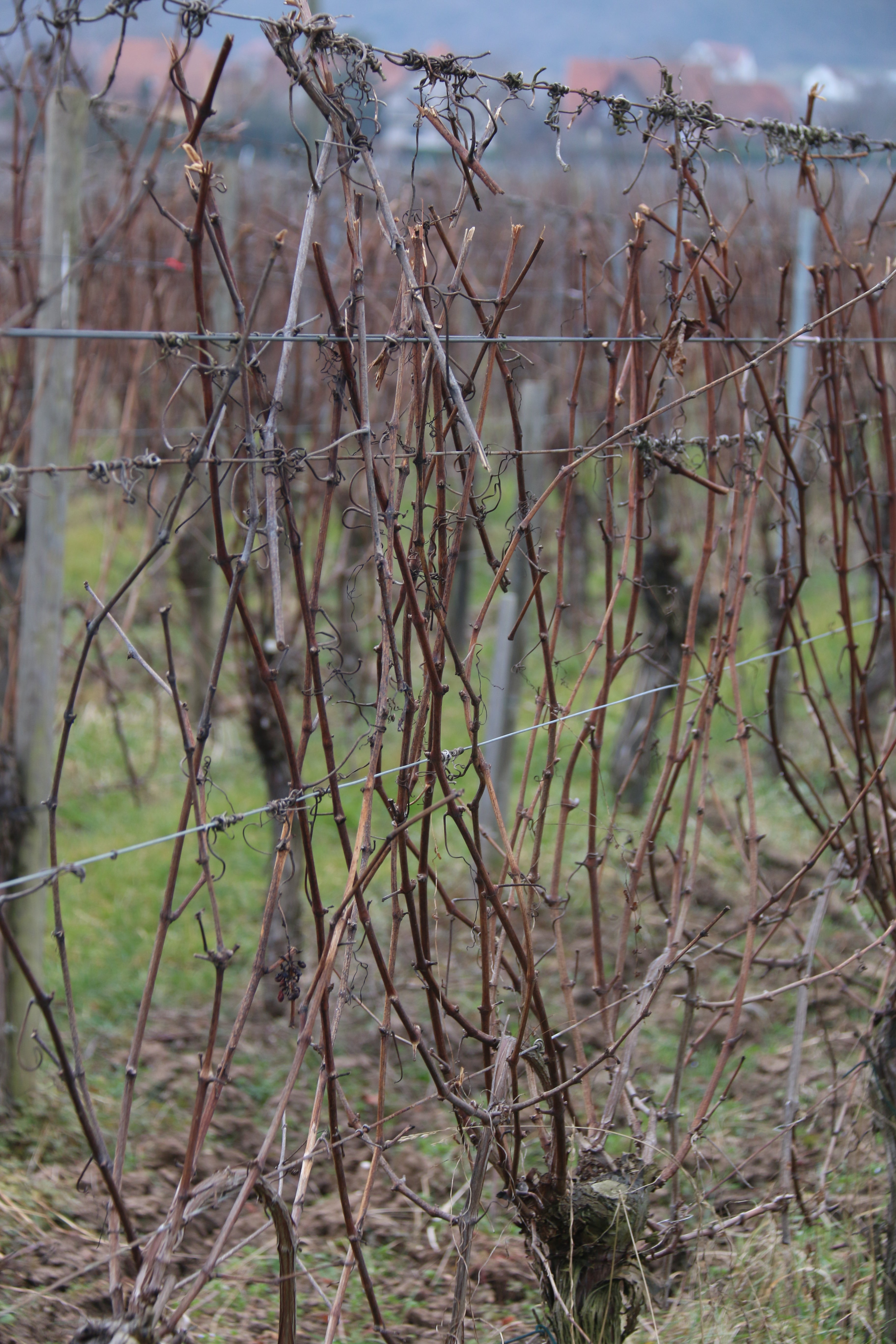 Salon des Vins (Vins Schneider) - Photo 3