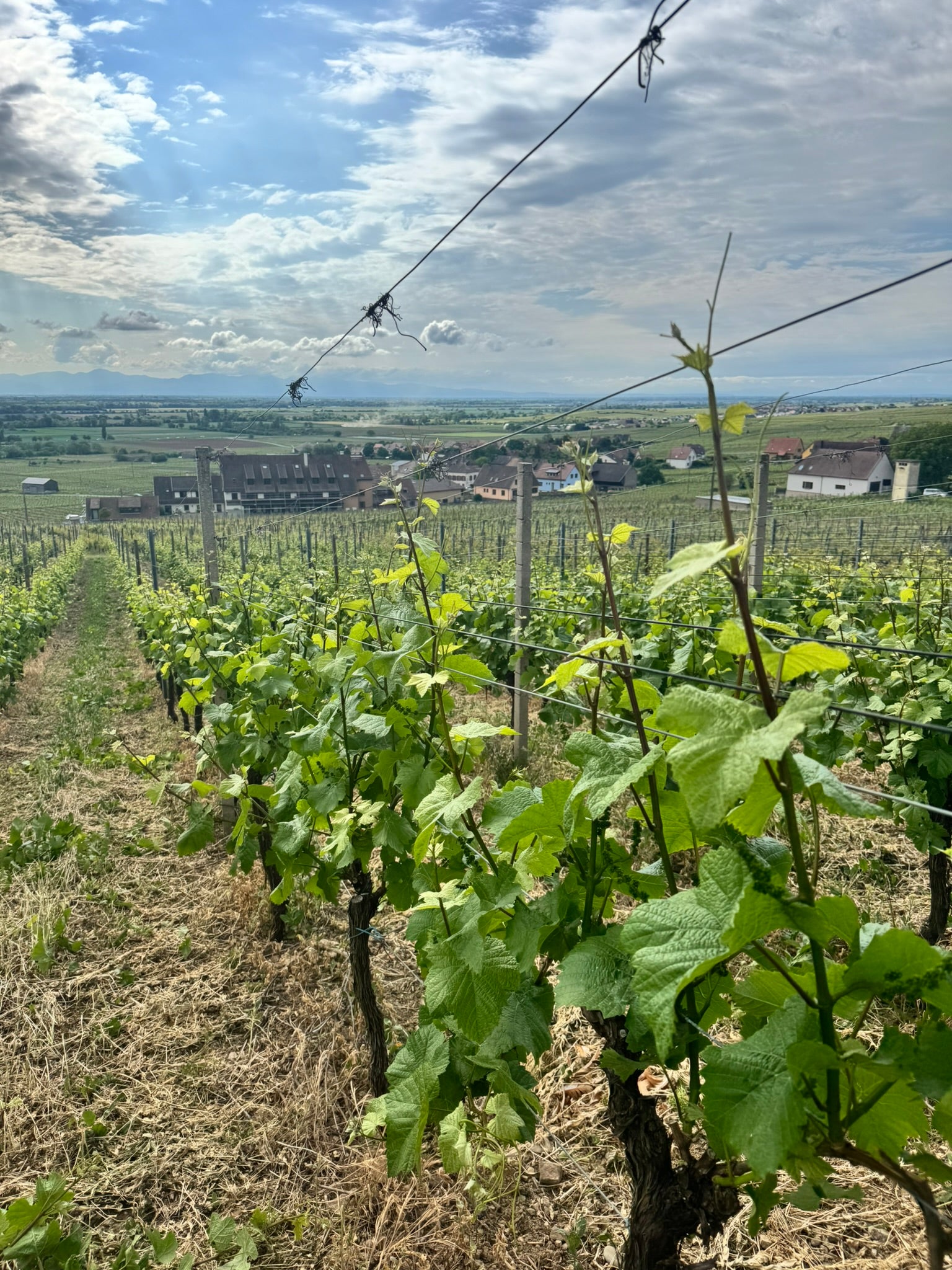 Salon des Vins (Vins Schneider) - Photo 5