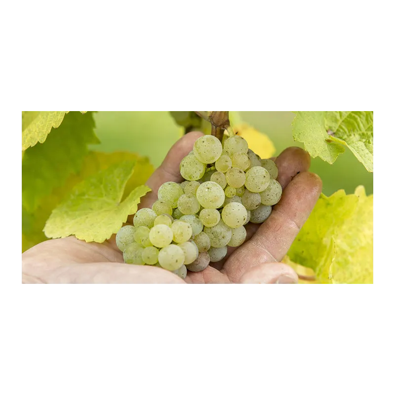 Photo de ARTHUR METZ