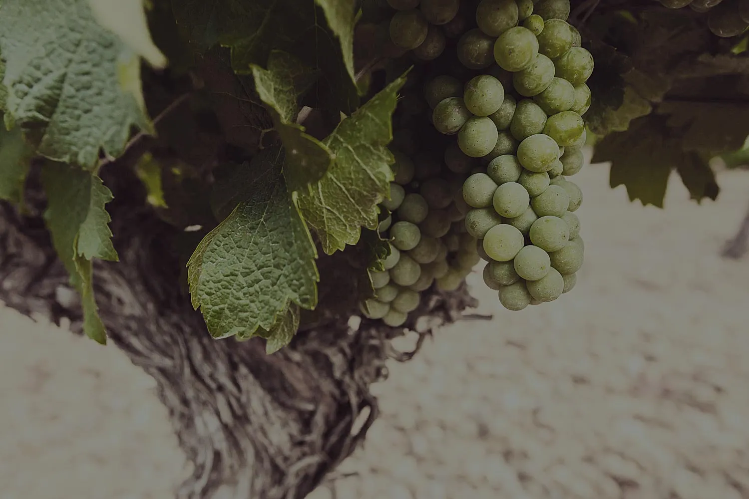 Photo de BODEGA DE SARRIA S.A. - Bornos Vinos & Licores