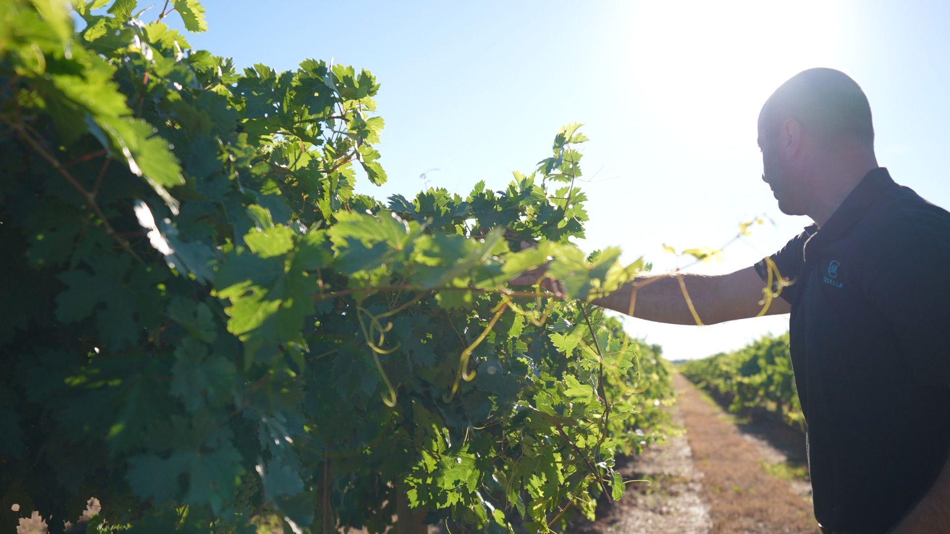 CASELLA FAMILY BRANDS