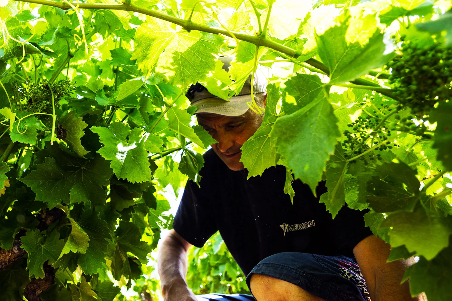 Cave particulière amandine scarone