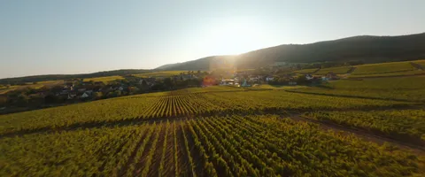 Photo de CAVE VINICOLE DE CLEEBOURG