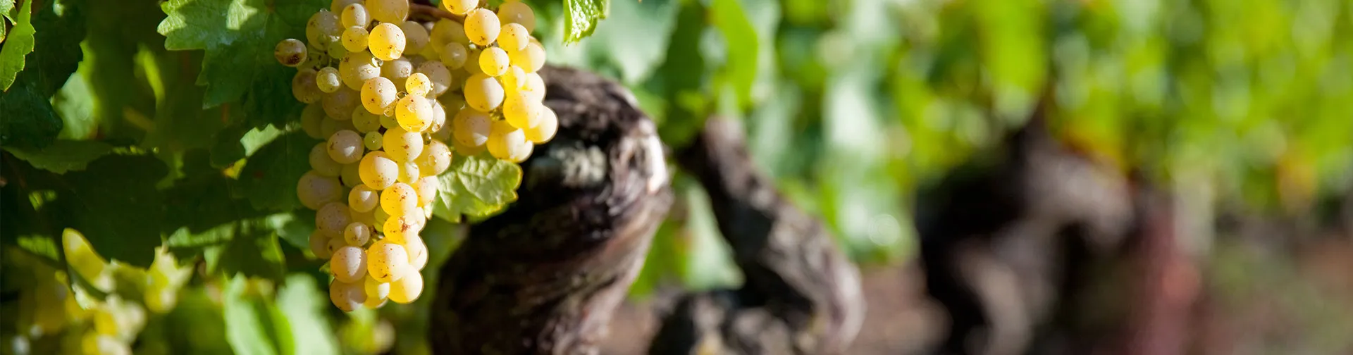 Champagne Achille Chrétien