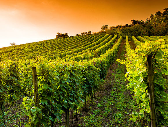 Champagne Charles Gouthiere