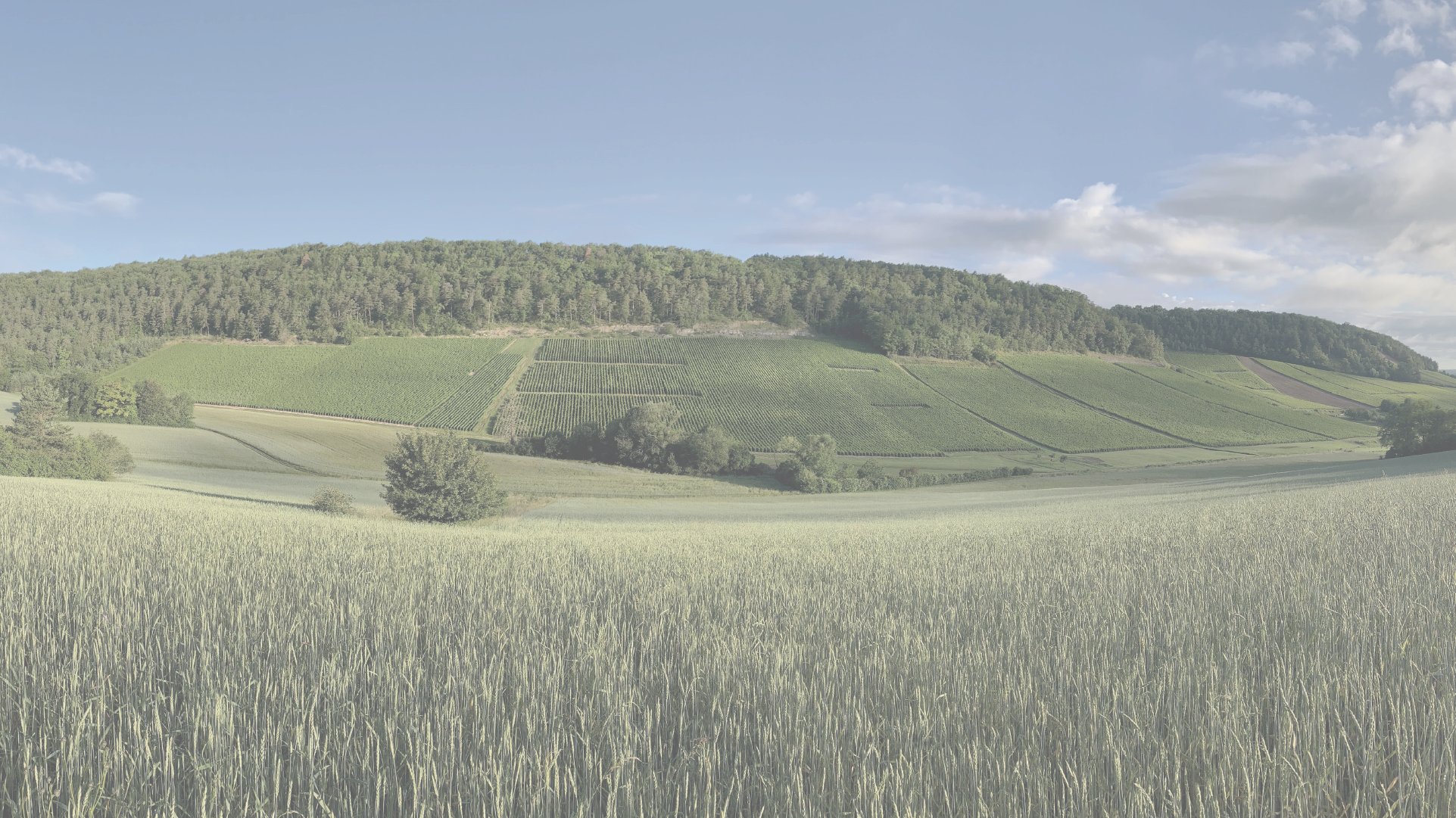 Bandeau Champagne Cottanceau-Prignitz