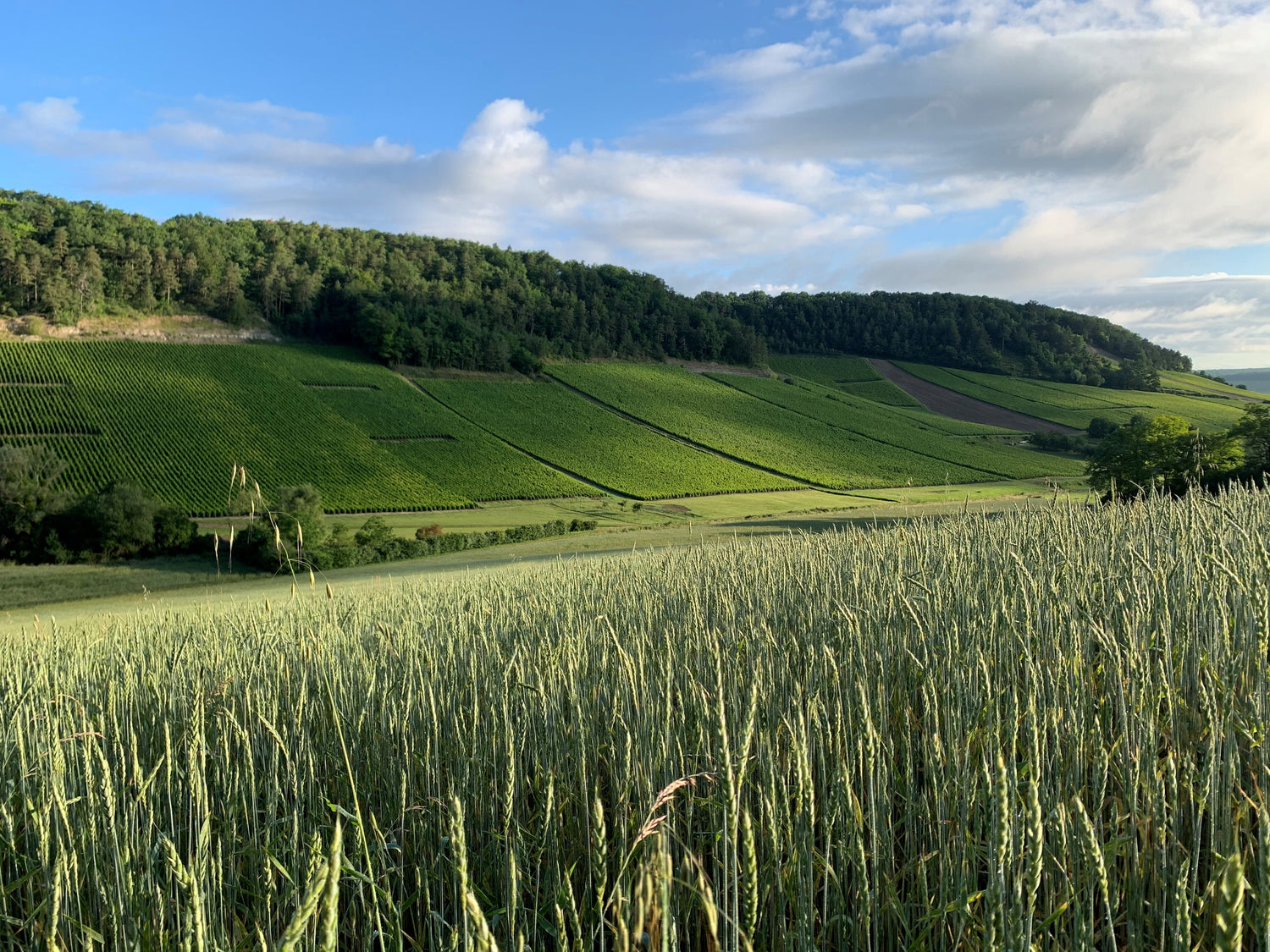 Photo de Champagne Cottanceau-Prignitz
