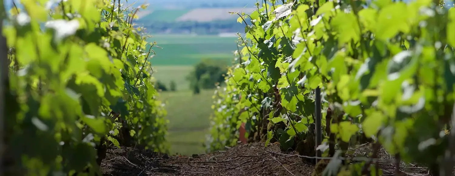 Bandeau Champagne Jacques Copin