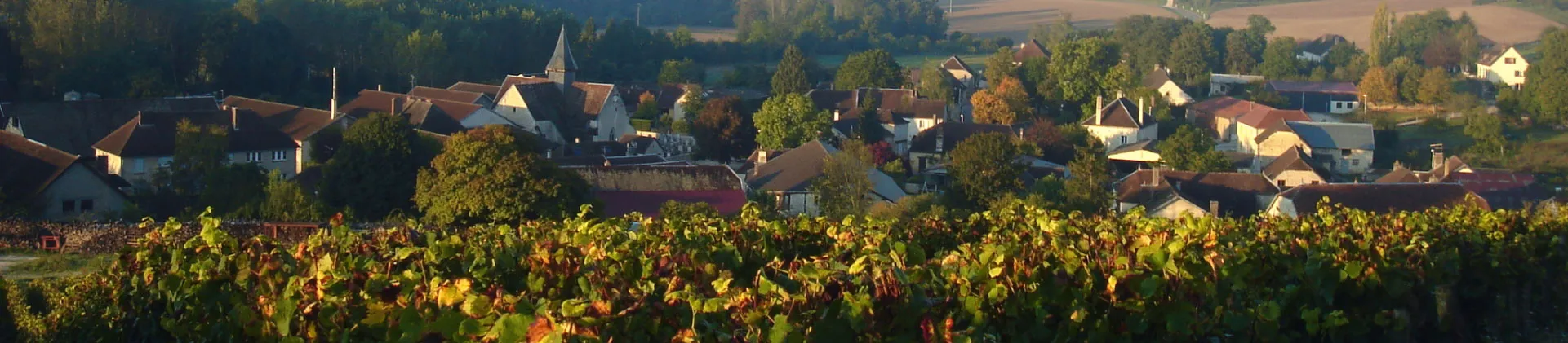 Bandeau Champagne Jacques Robin