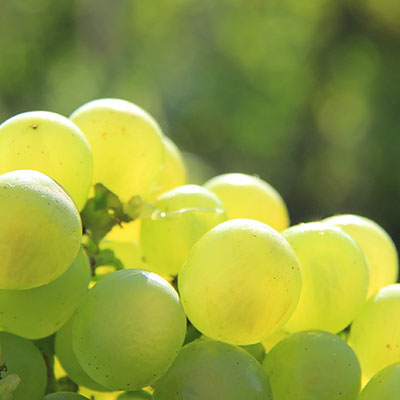 Champagne Lapie Gabreau 1er Cru