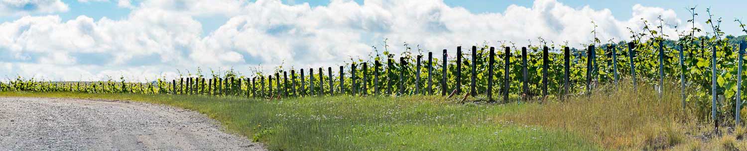 Bandeau Champagne Phelizot Guillaume