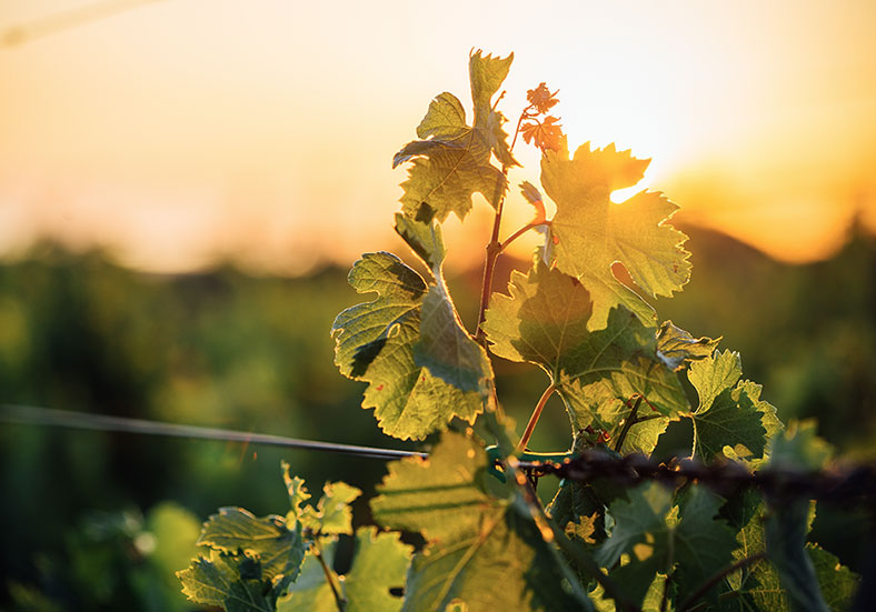 Photo de CHAMPAGNE PHILBERT