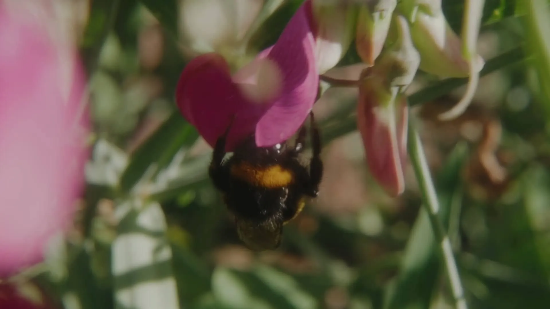 Bandeau Champagne Philipponnat