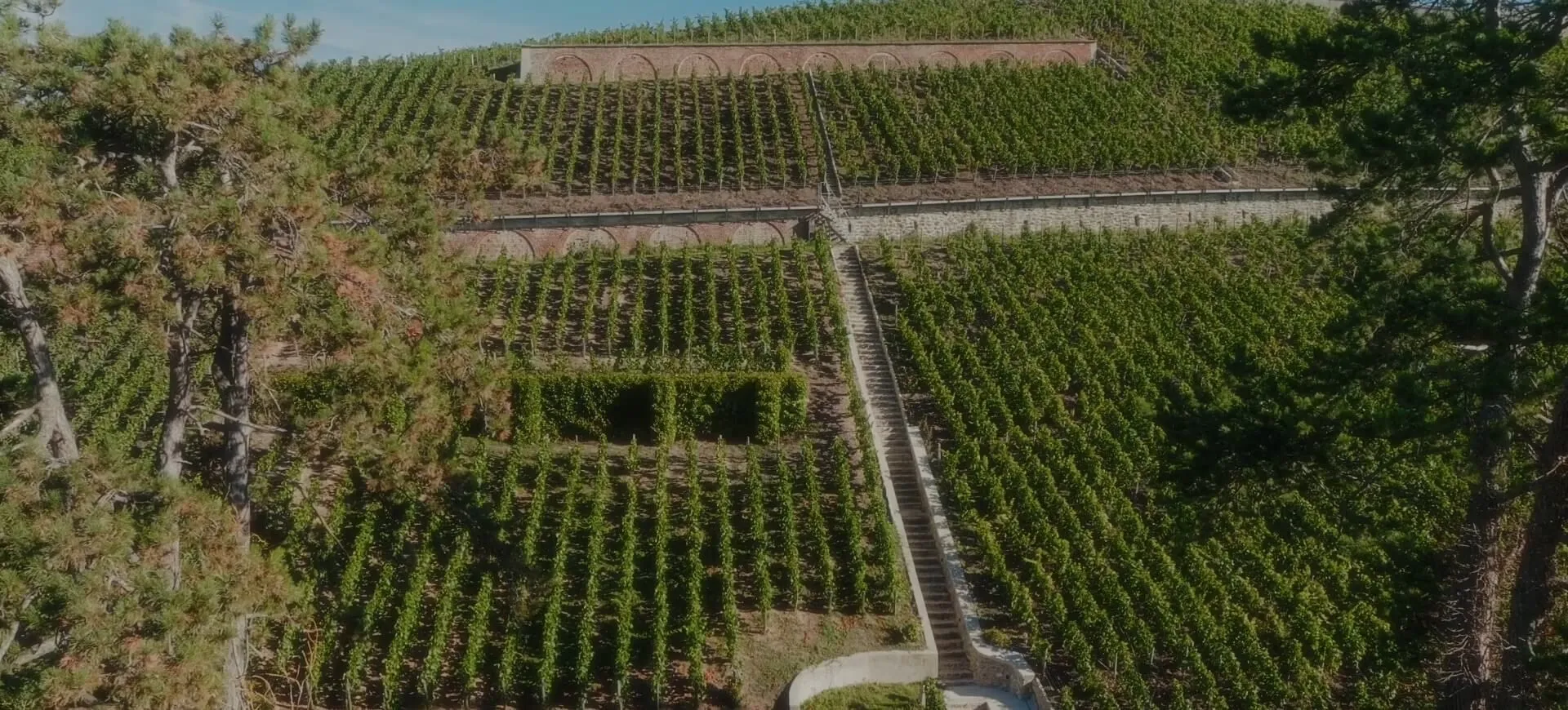 Logo Champagne Philipponnat