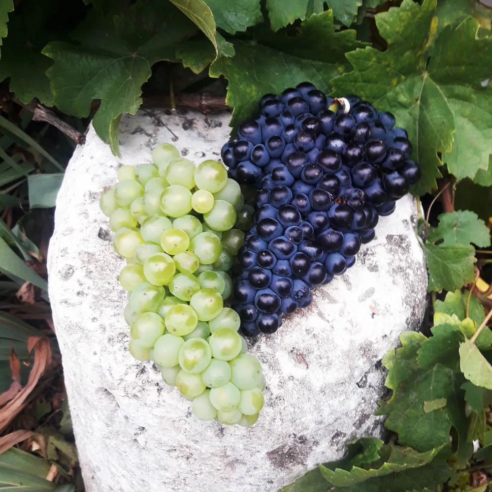 Champagnes Joël Martin