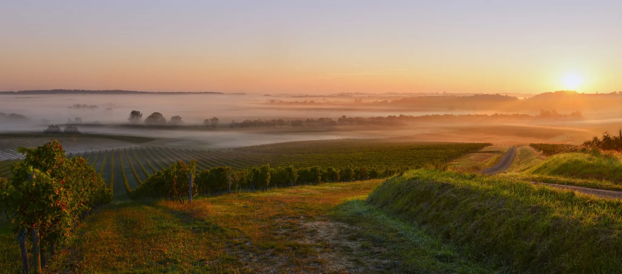 Château Balestard la Tonnelle
