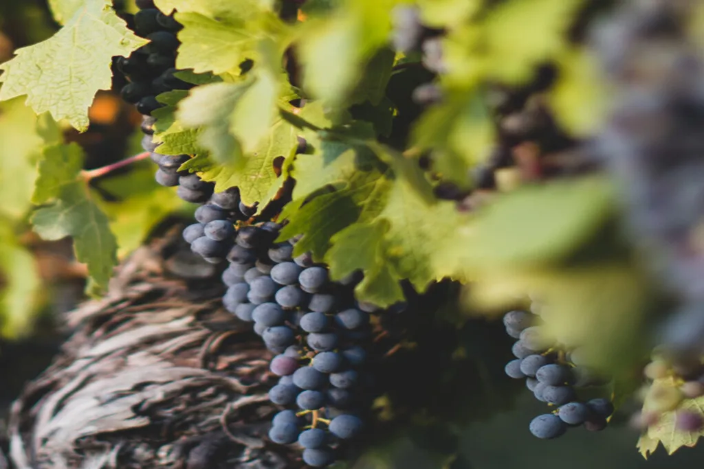 Château Bégot HAAS Joachim