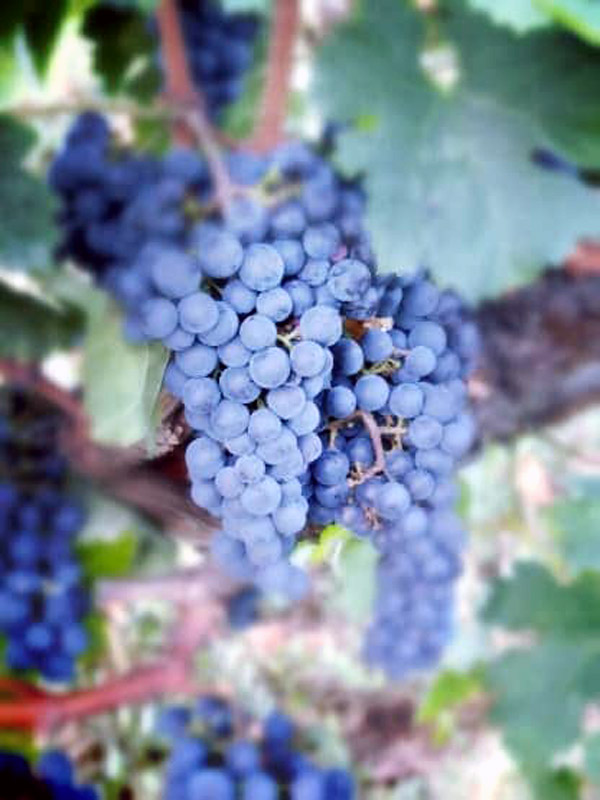 Photo de CHÂTEAU CADET PONTET