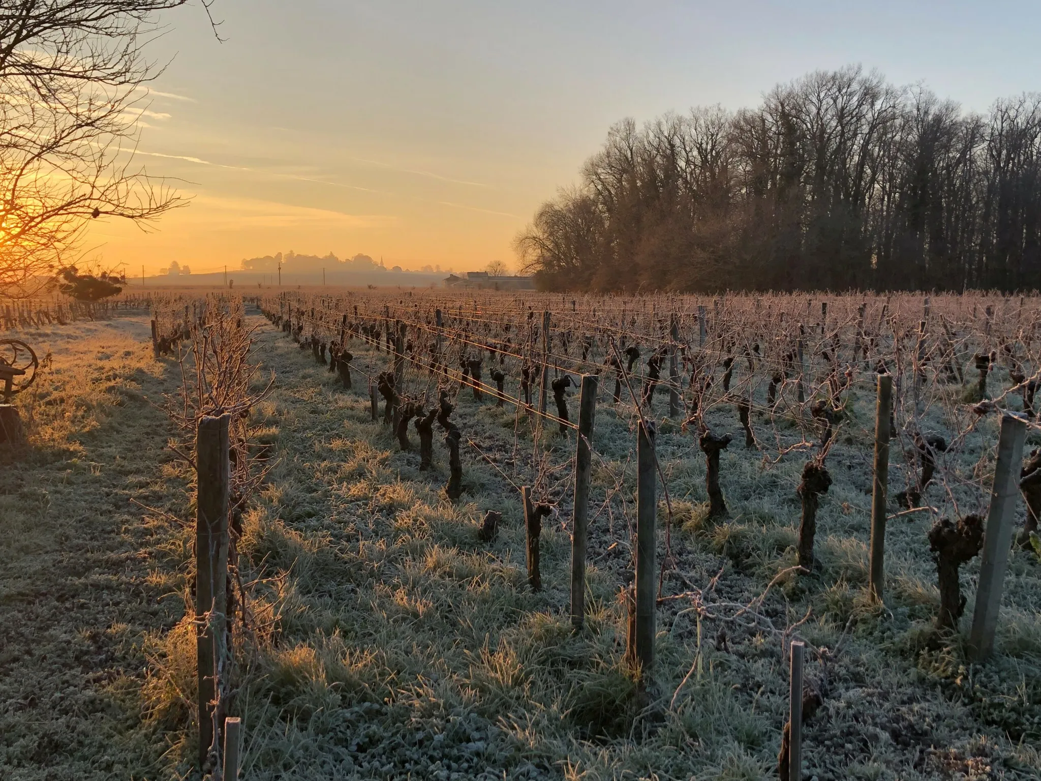Bandeau CHÂTEAU CHAMPION BORDEAUX