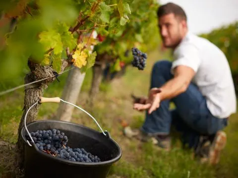 Bandeau Château Chauvin