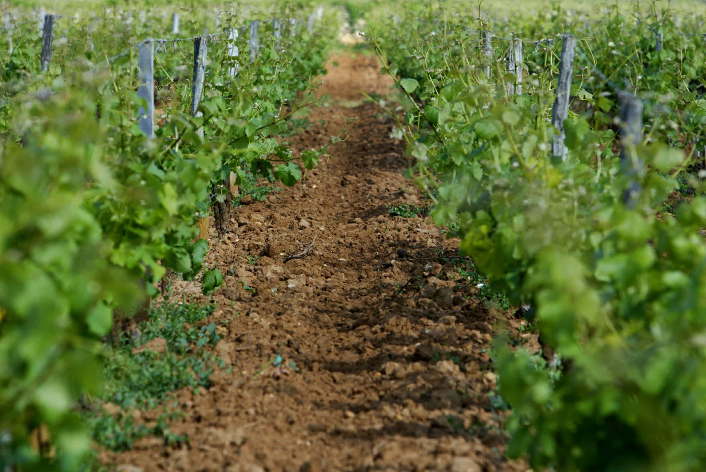 Photo de Château CLIMENS