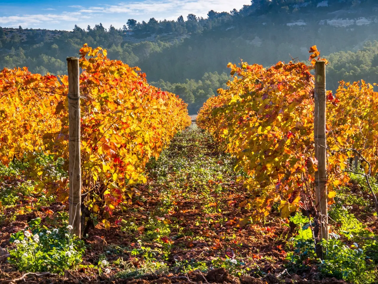 CHÂTEAU de CARAGUILHES