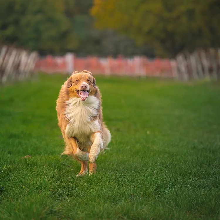 Photo de Château de Fontenille