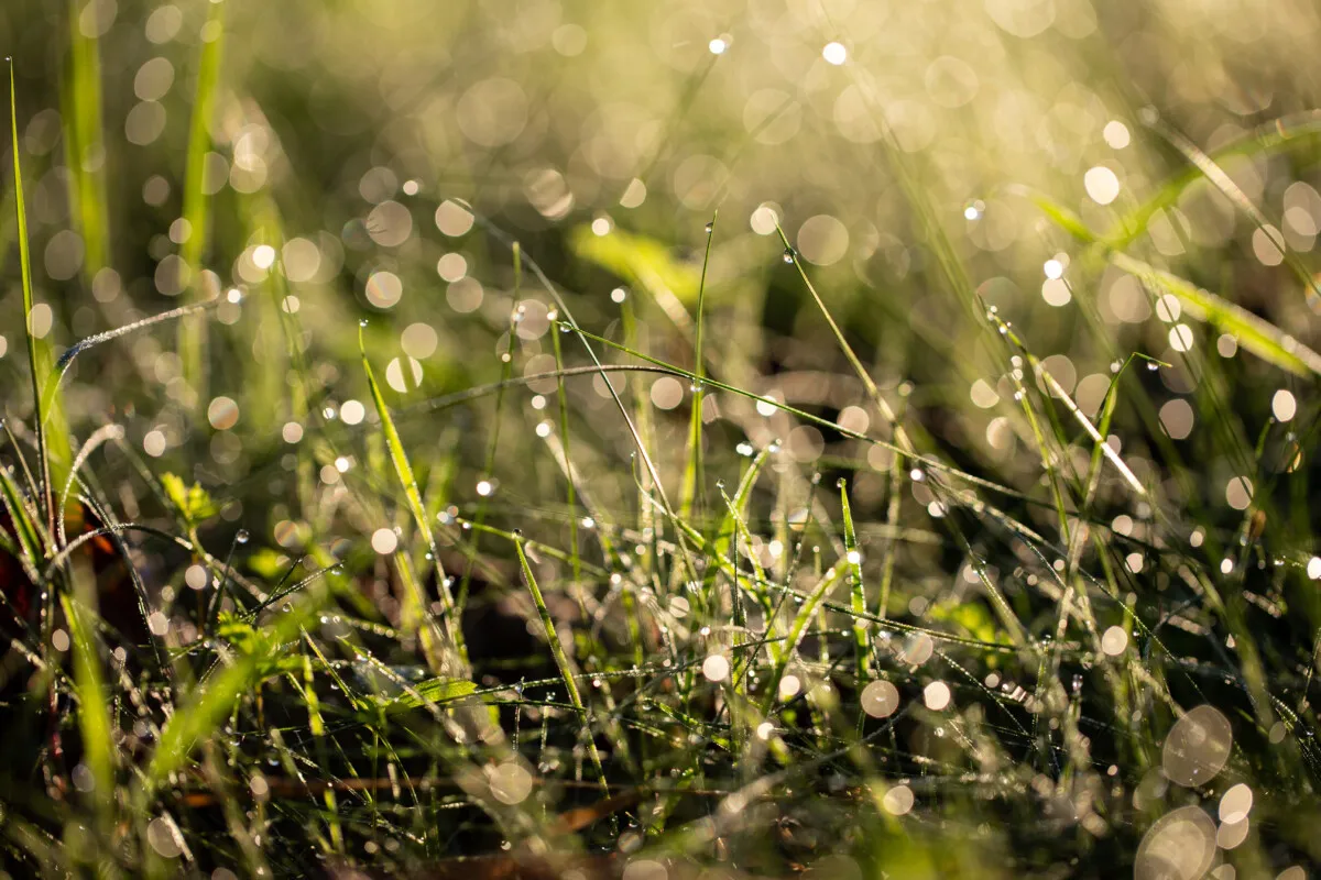 Château de la Calonnière
