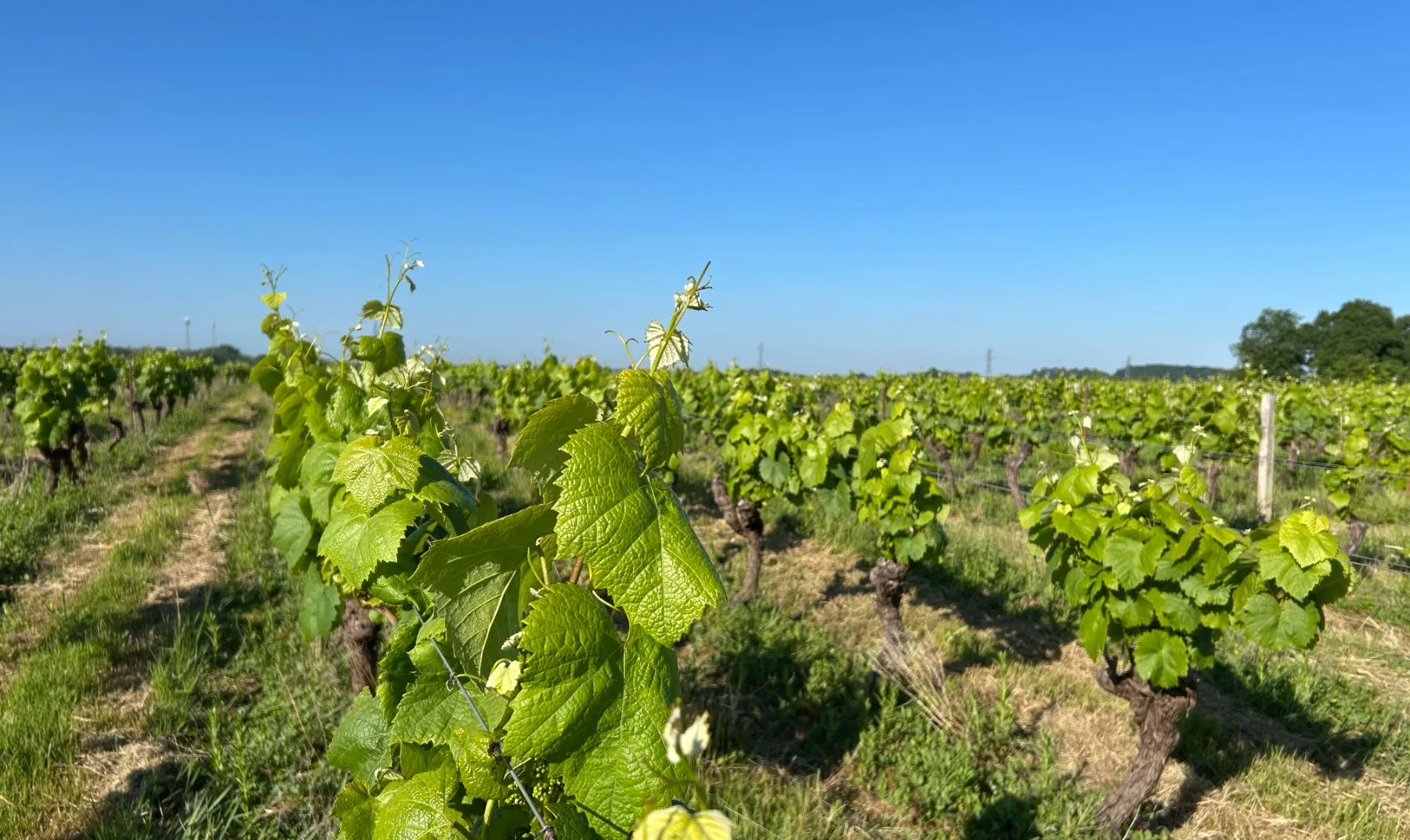 Château de la Perrière