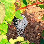 Photo de Château de Mattes Sabran