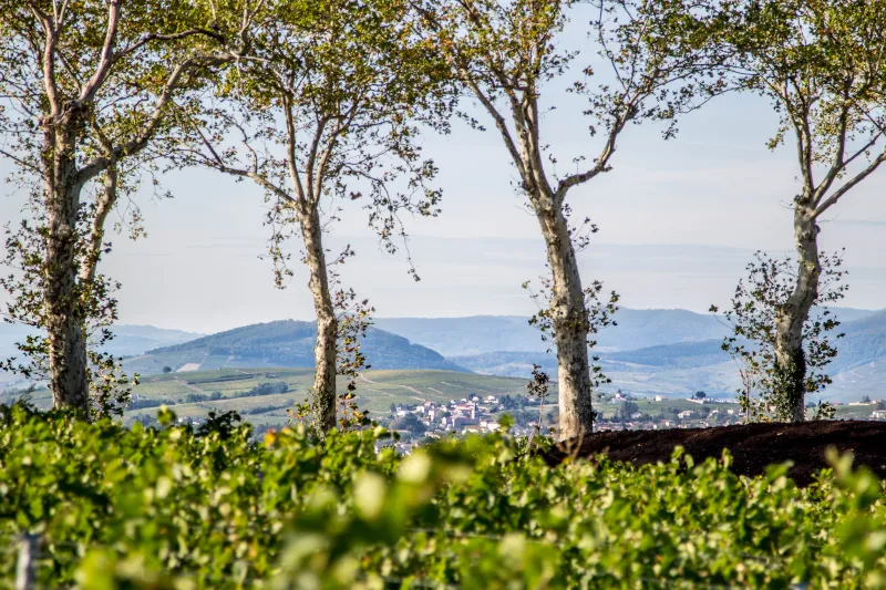 Photo de Château de Rougeon Florence, Isabelle et Joseph BOUCHARD